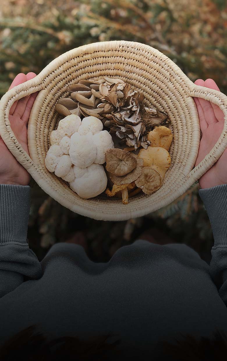 Mushroom-Medicine